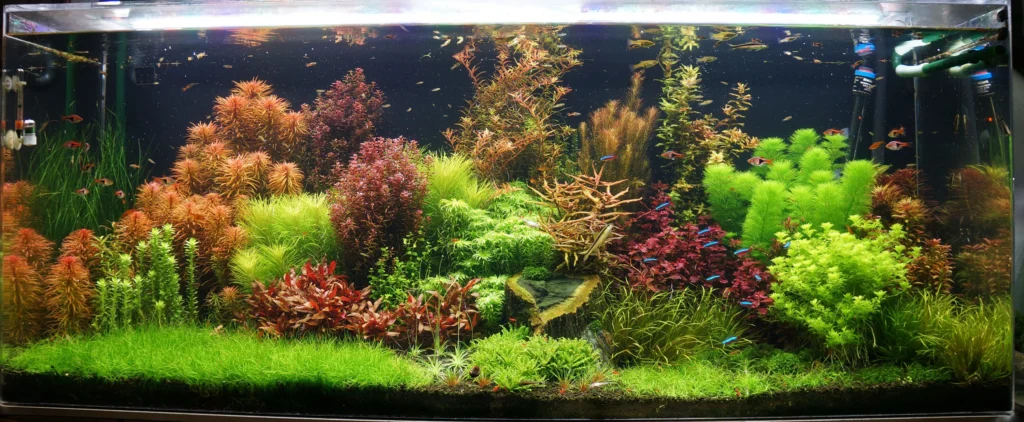 aquarium plants